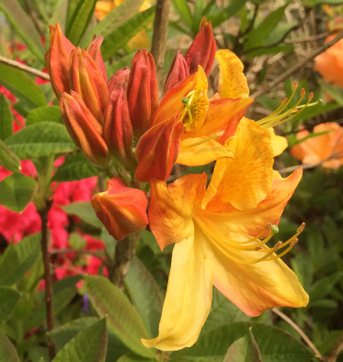 Unknown hybrid